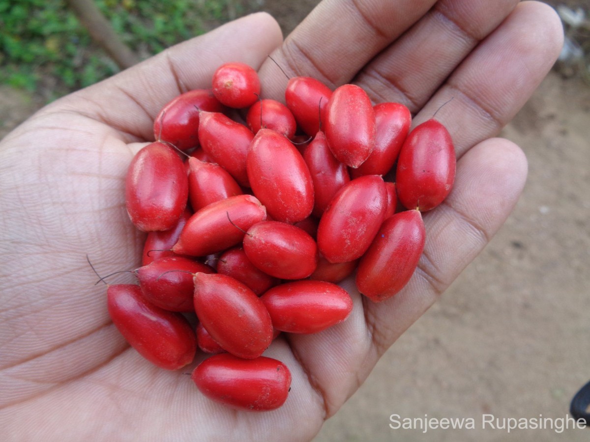 Synsepalum dulcificum (Schumach. & Thonn.) Daniell